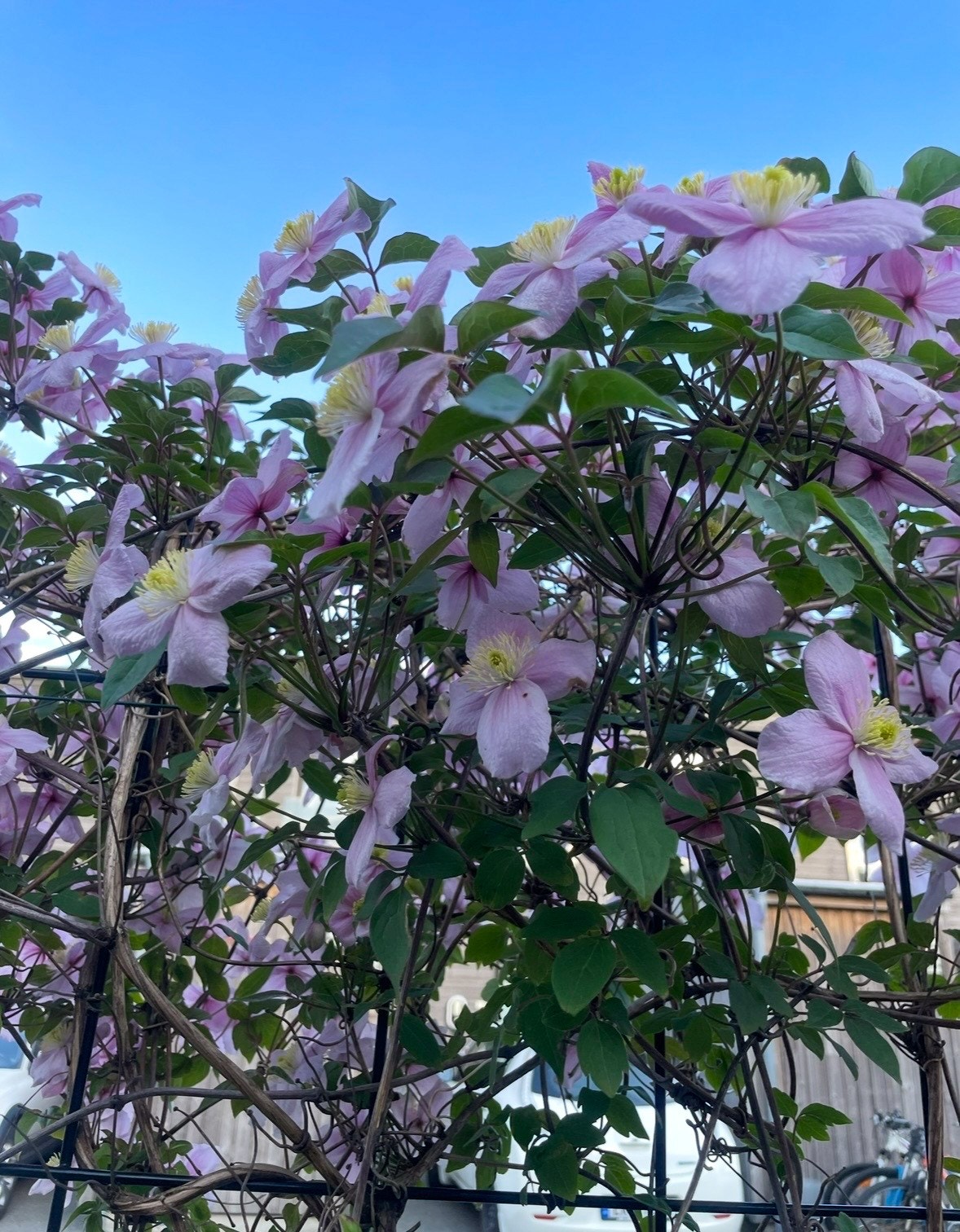 Klematis i full blomst. Galleribilde