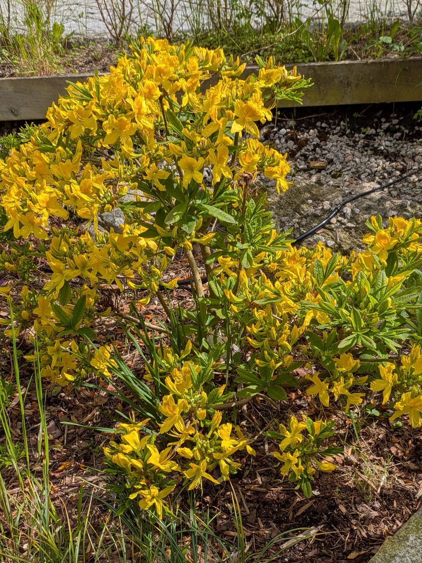 Selgers egne bilder av hage/blomster Galleribilde