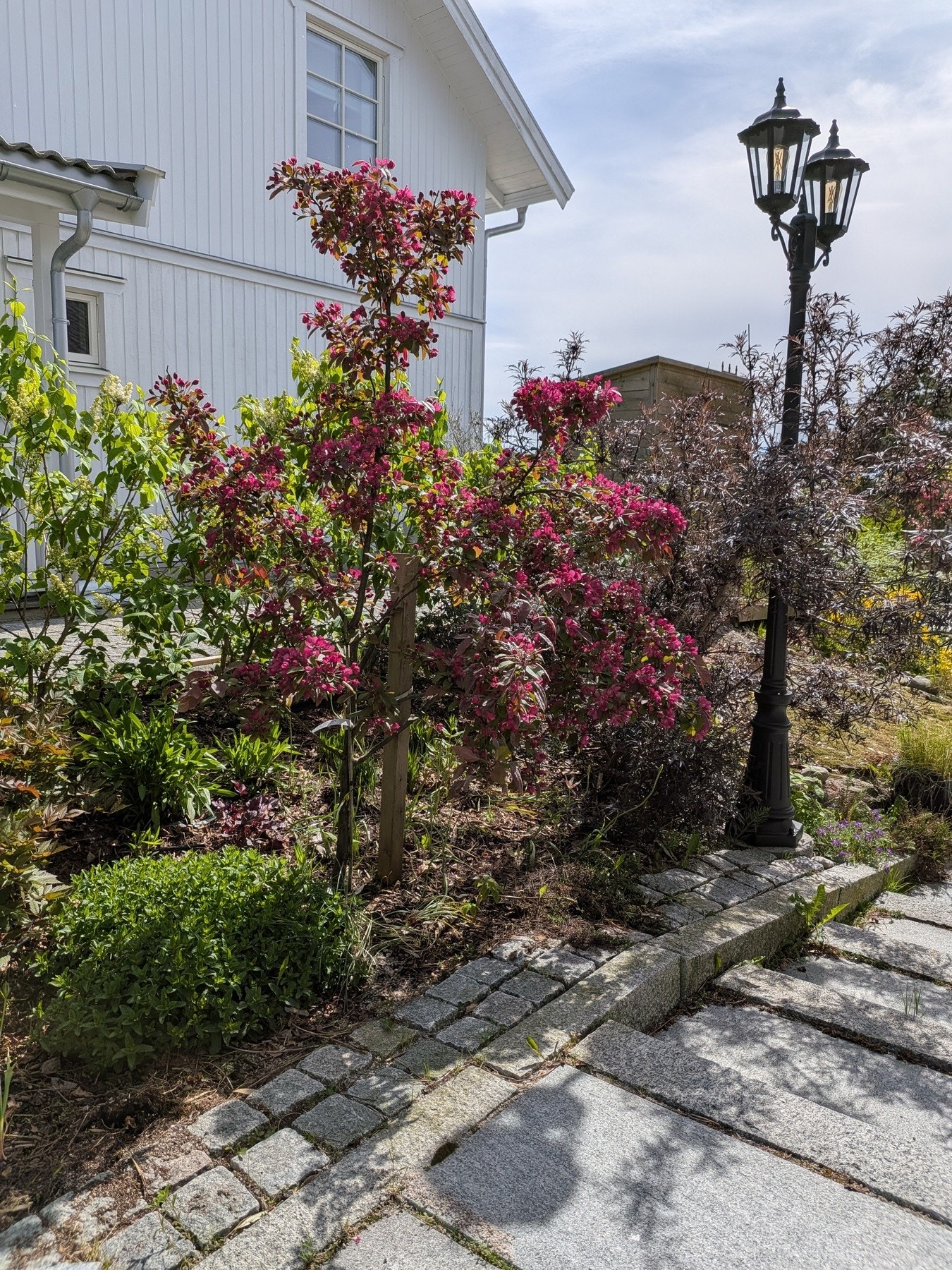 Selgers egne bilder av hage/blomster Galleribilde