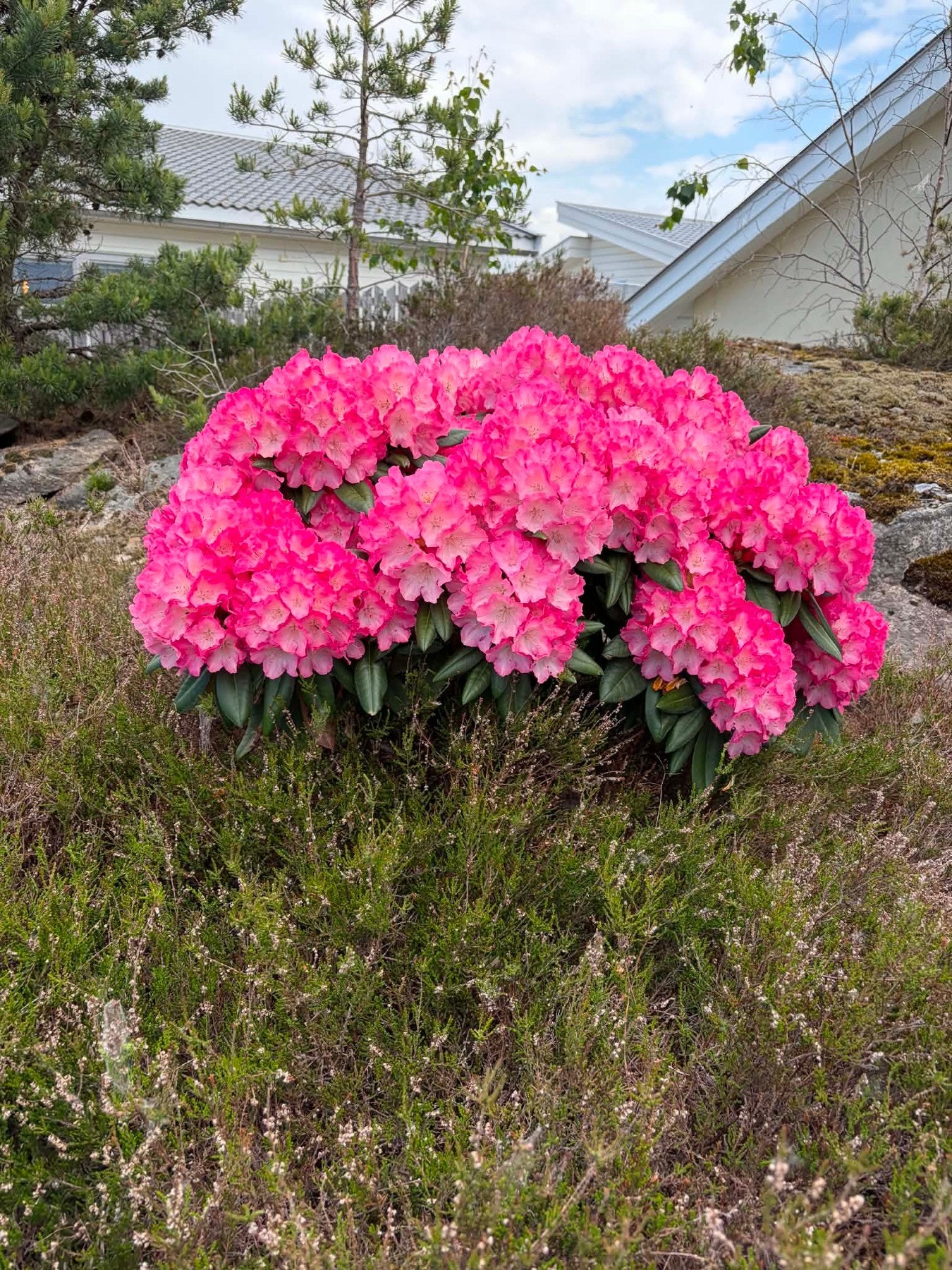 Selgers egne bilder av hage/blomster Galleribilde