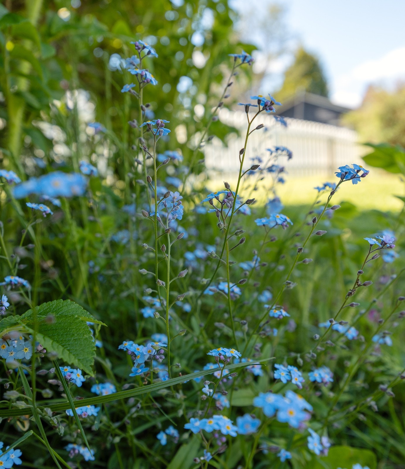 Sommer i Gaupeveien 4. Galleribilde
