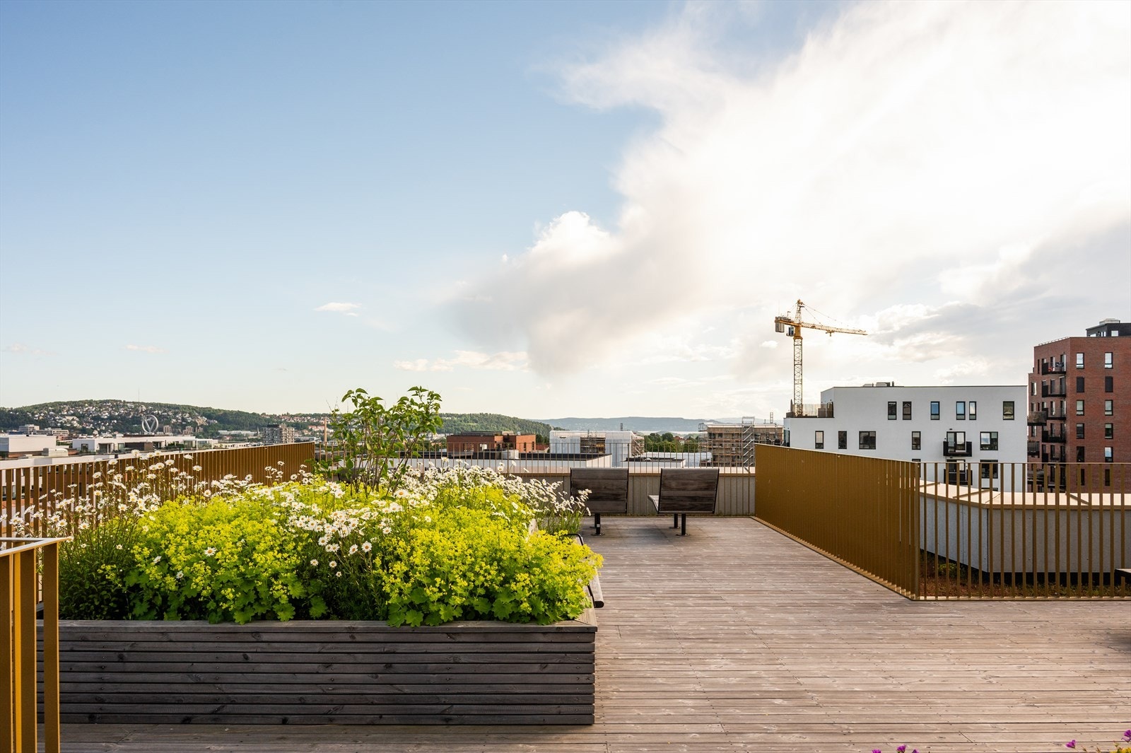 Fra felles takterrasse er det fantastisk utsikt og flott beplantning. Galleribilde