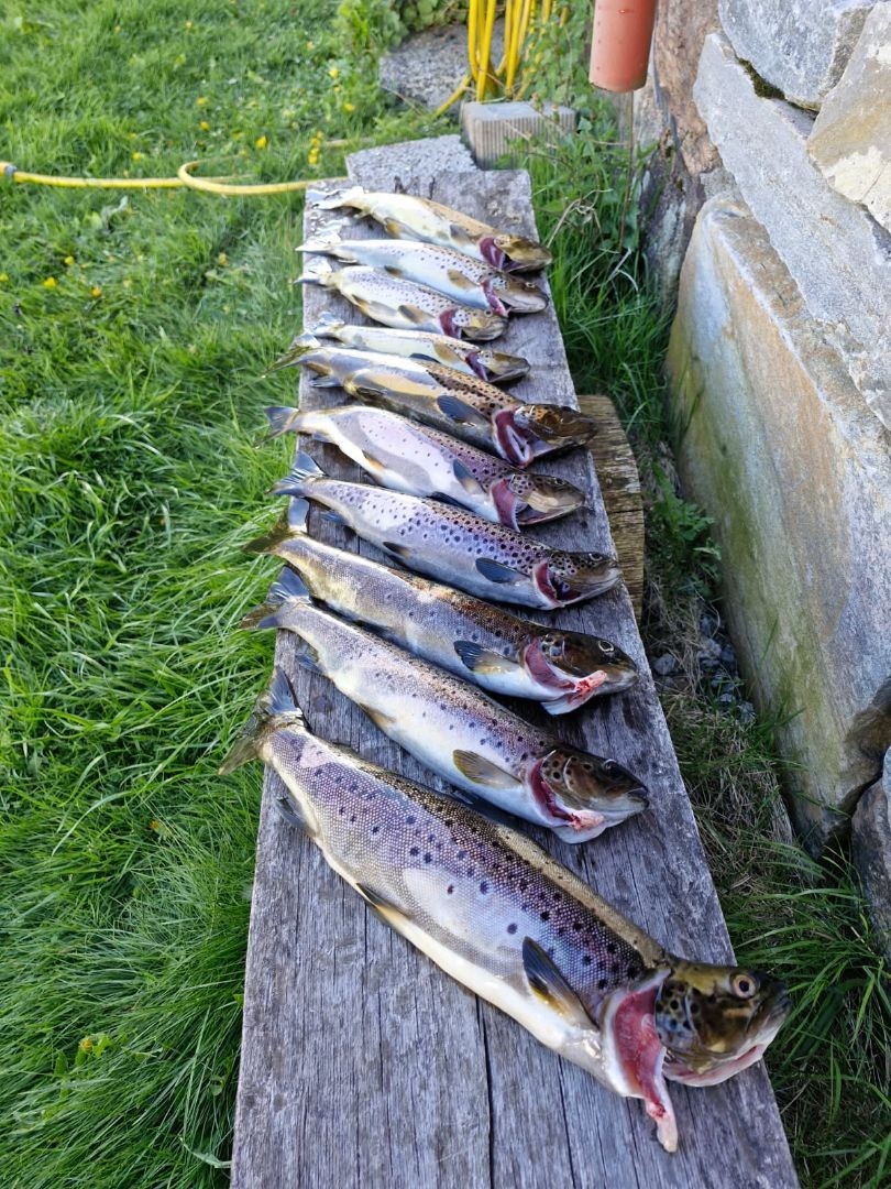 Det er flotte fiskemuligheter i vannet på nedsiden av eiendommen.jpg Galleribilde