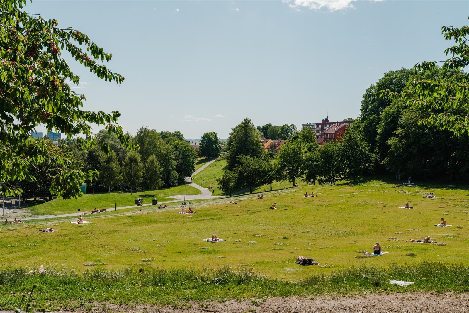 Gråbeinsletta. Galleribilde