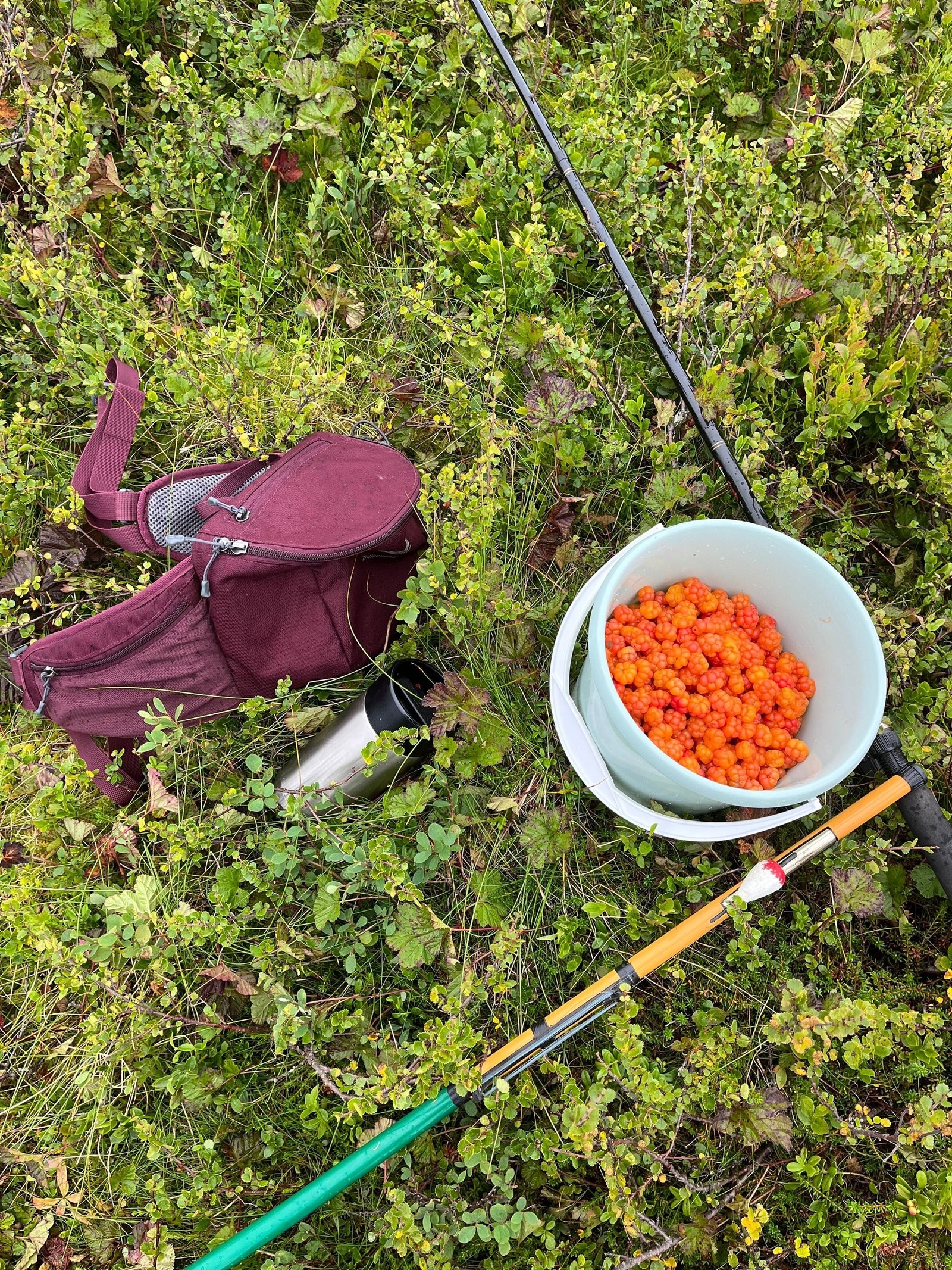 Fiske og muligheter for å plukke bær Galleribilde
