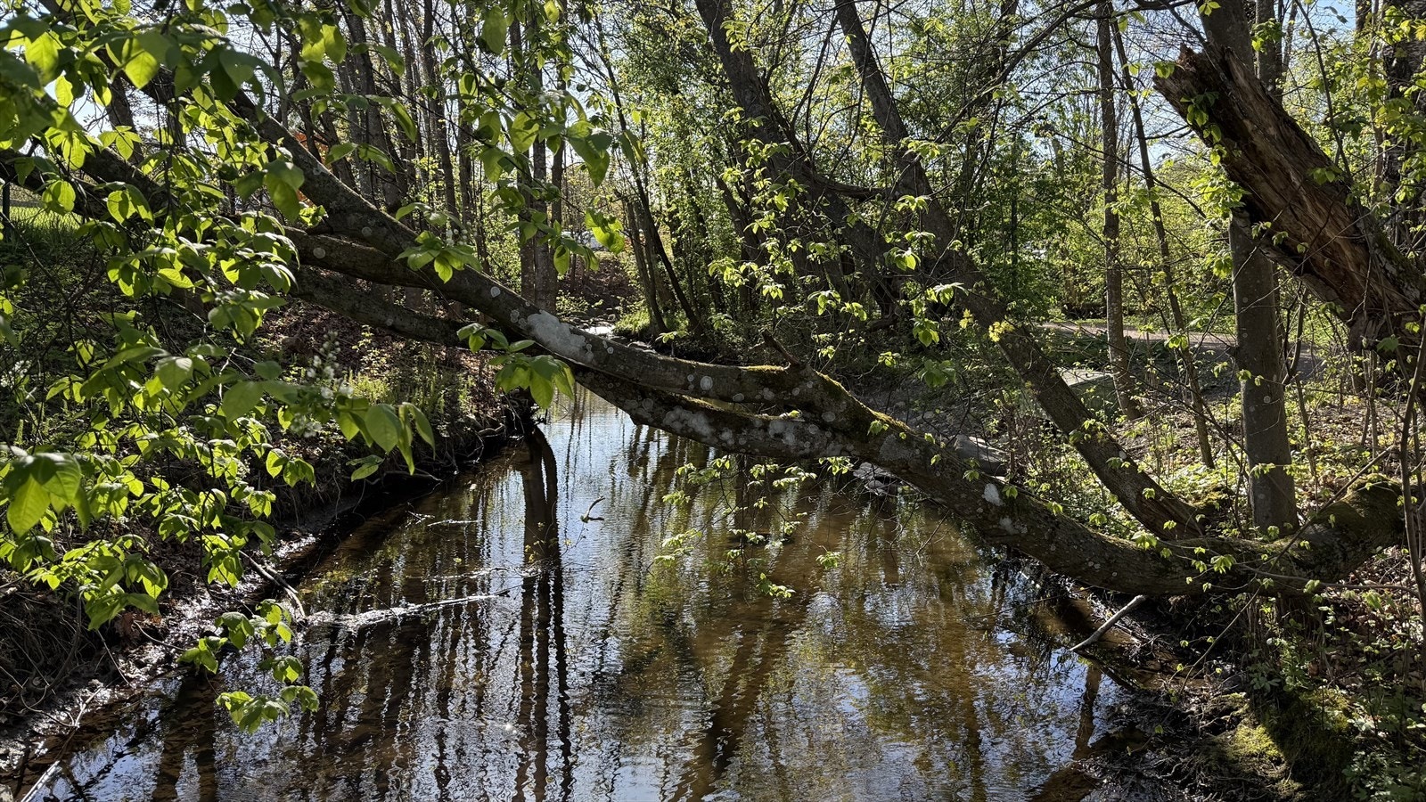 Kort vei til fine tur- og rekreasjonsområder langs Alnaelva. Galleribilde