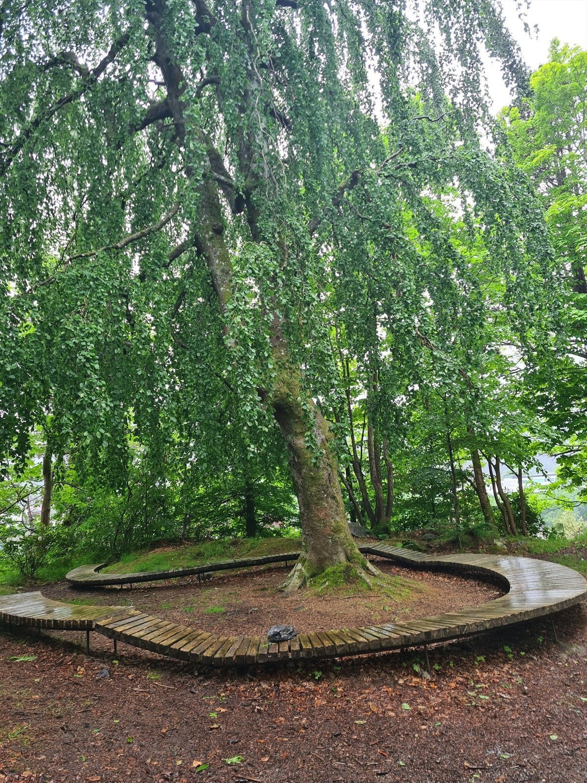 Lyreneset Galleribilde