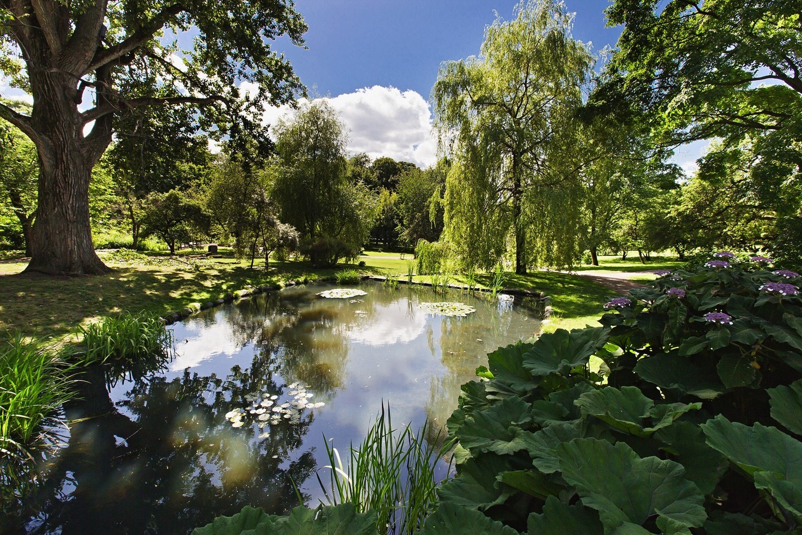 Kort vei til grønne lunger som Botanisk hage og turstiene langs Akerselva Galleribilde