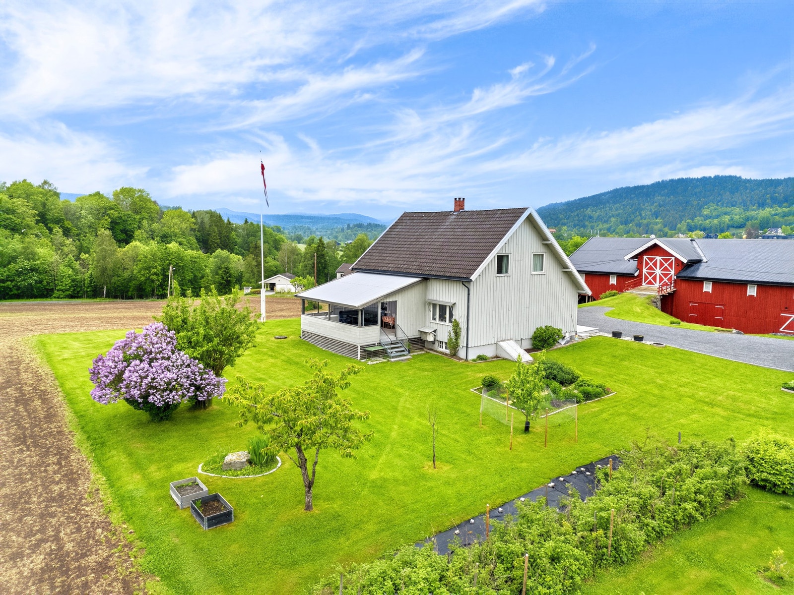 Stor gressplen, prydbusker og beplantning Galleribilde