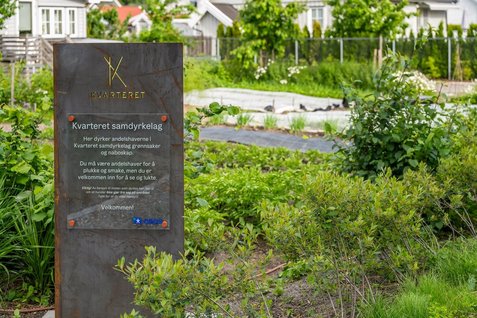 Kvarteret samdyrkelag - for de med grønne fingre, kan man ta del i den felles hageparsellen! Galleribilde