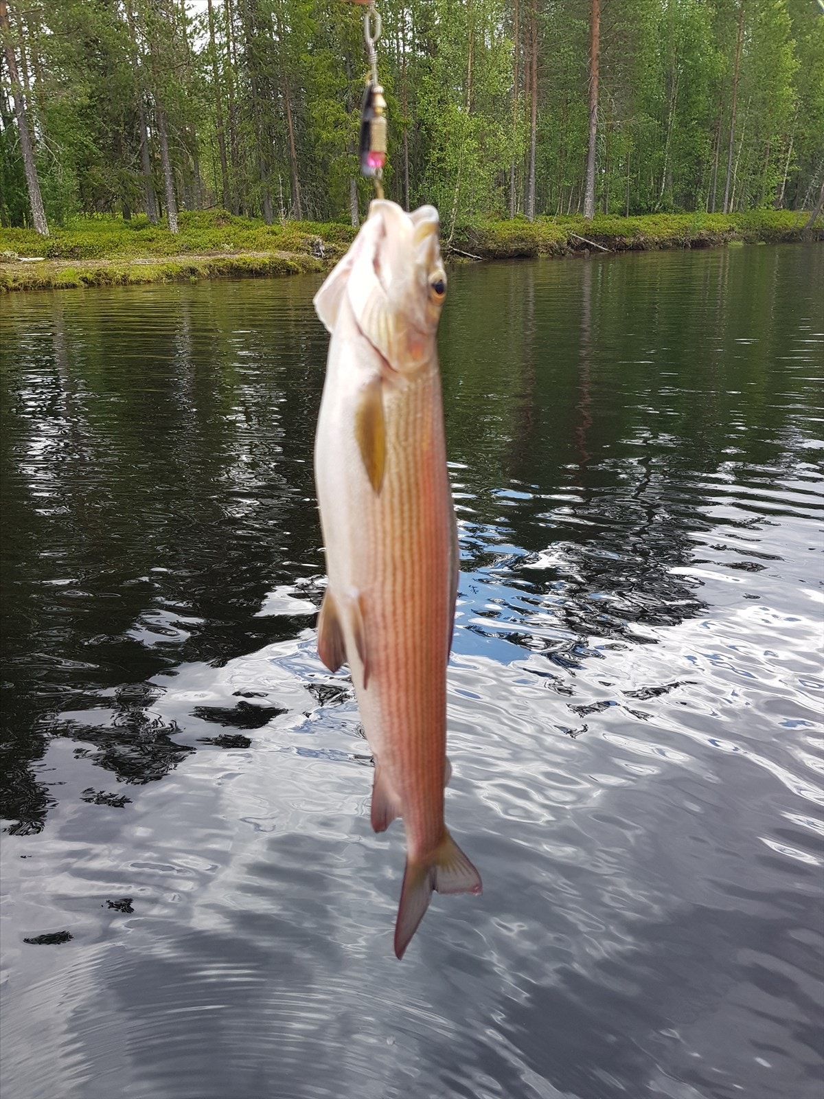 Fisk. Galleribilde