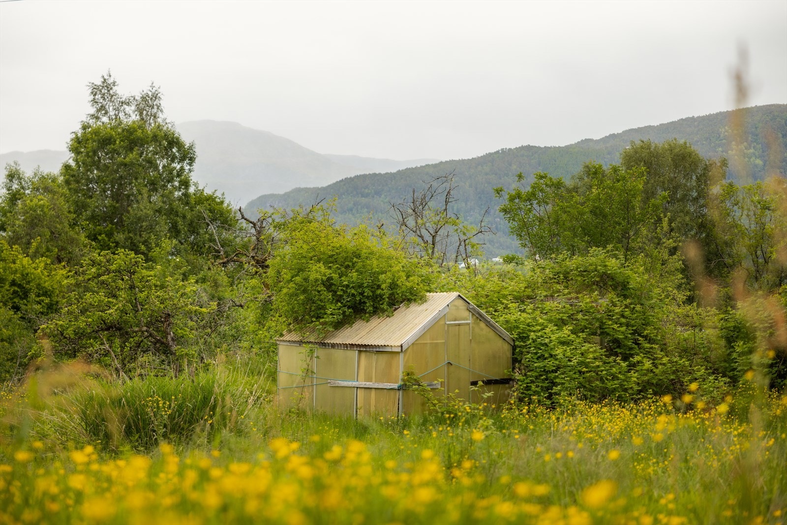 Naturskjønn og fin tomt. Galleribilde