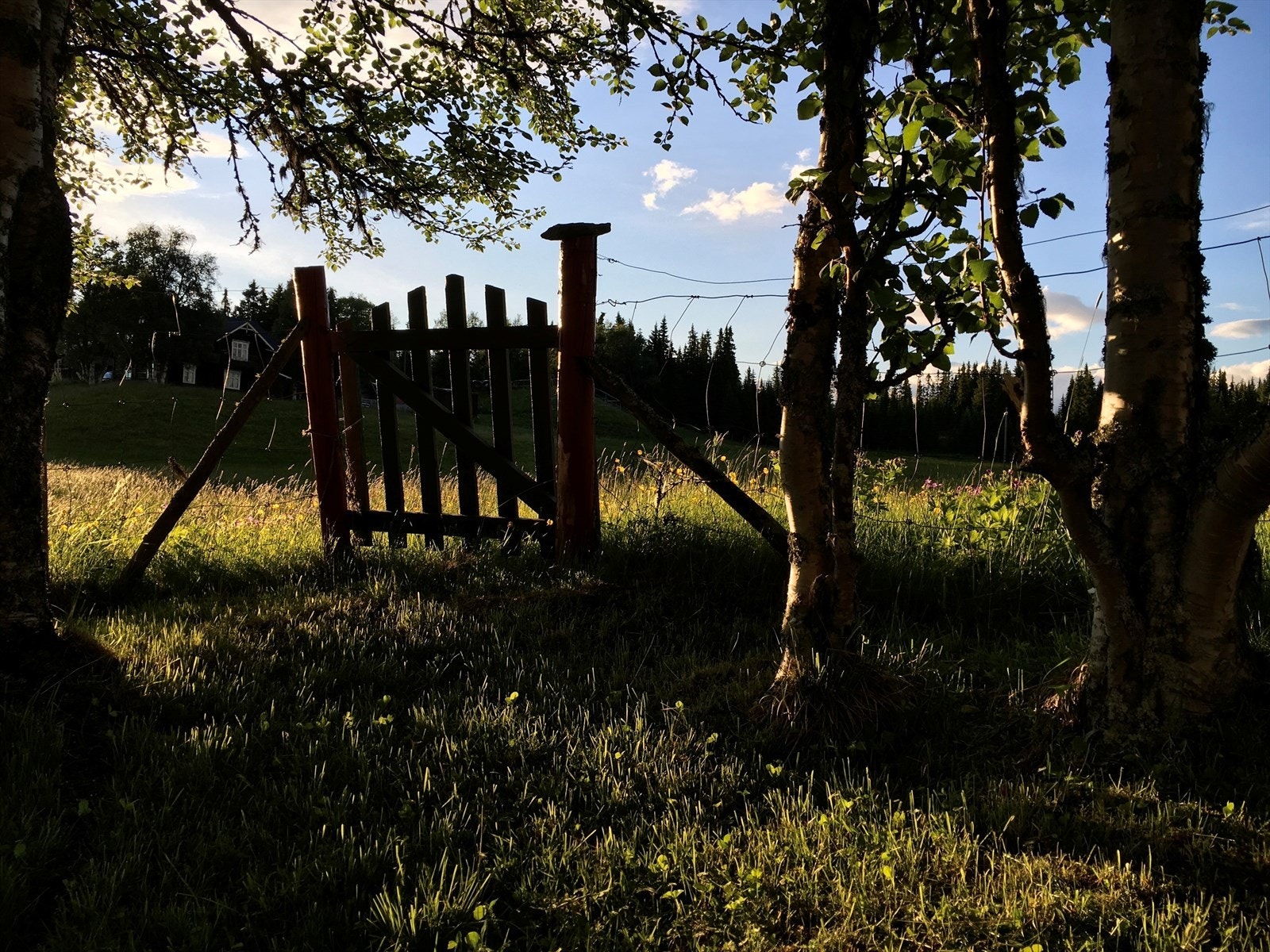 Sommerkvelder på den usjenerte tomten. Selgers private bilde. Galleribilde