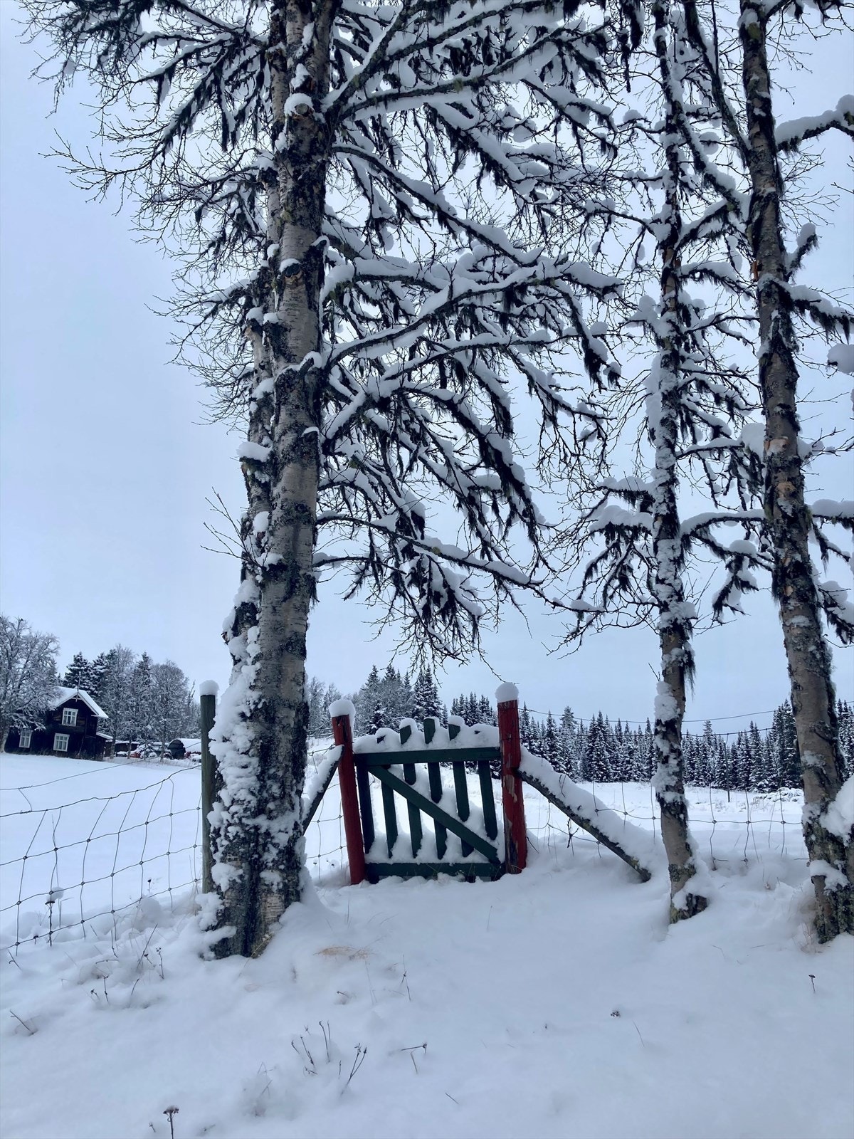 Tisleidalen er kjent for sine gode vinterforhold, med skiløyper i nærheten. Selgers private bilde. Galleribilde
