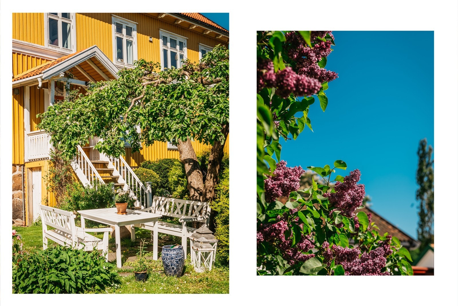 Det bogner av vekster og trær Galleribilde