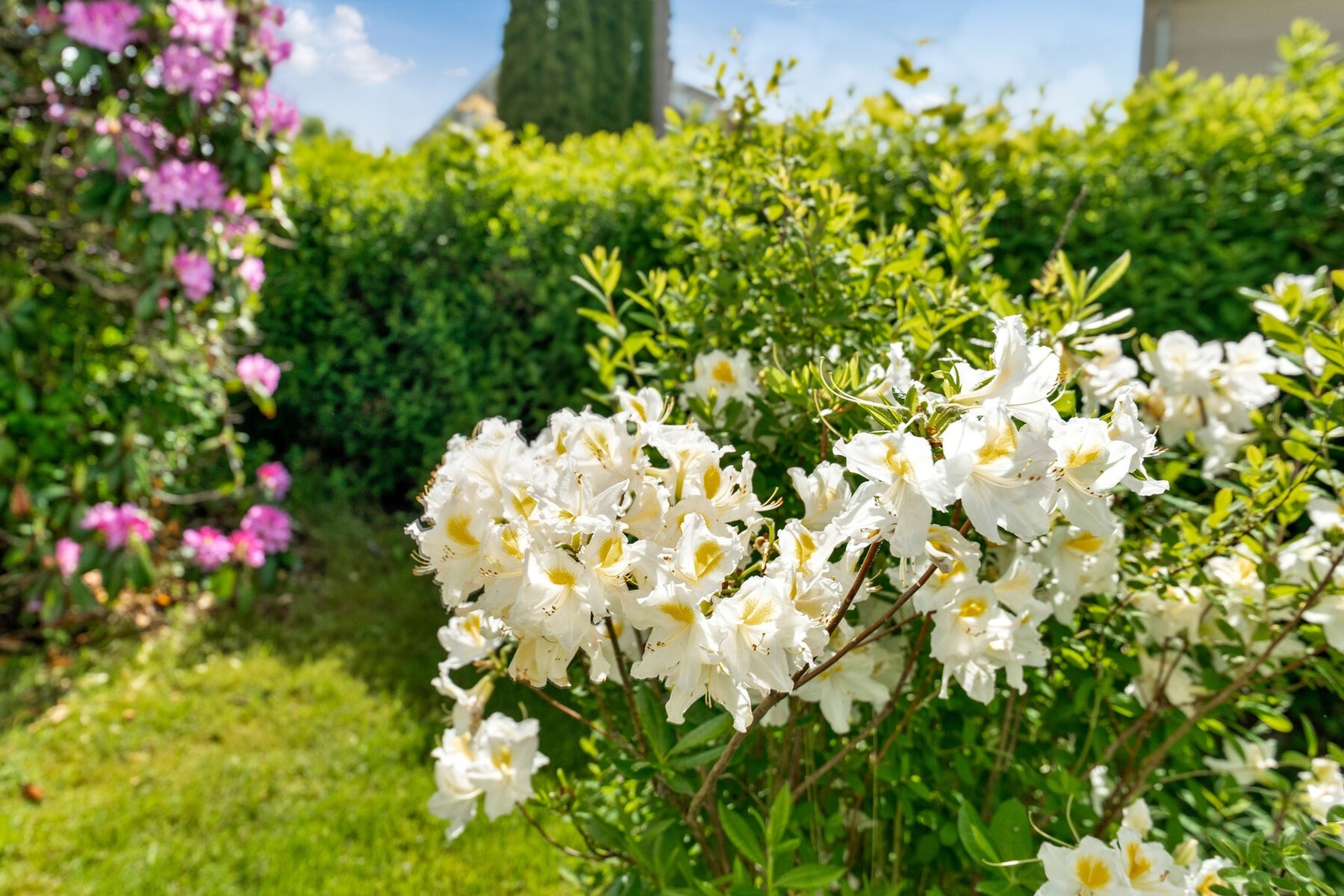 Nydelig med blomster om sommeren! Galleribilde