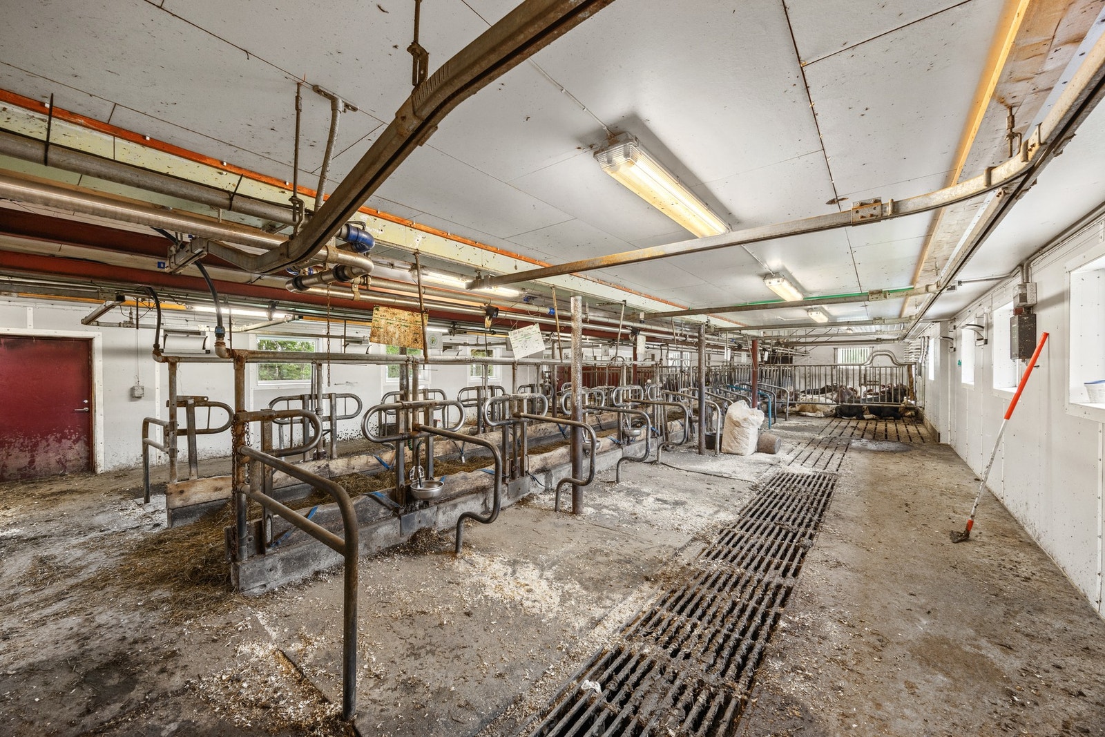 Innvendig driftsbygning melk. Galleribilde