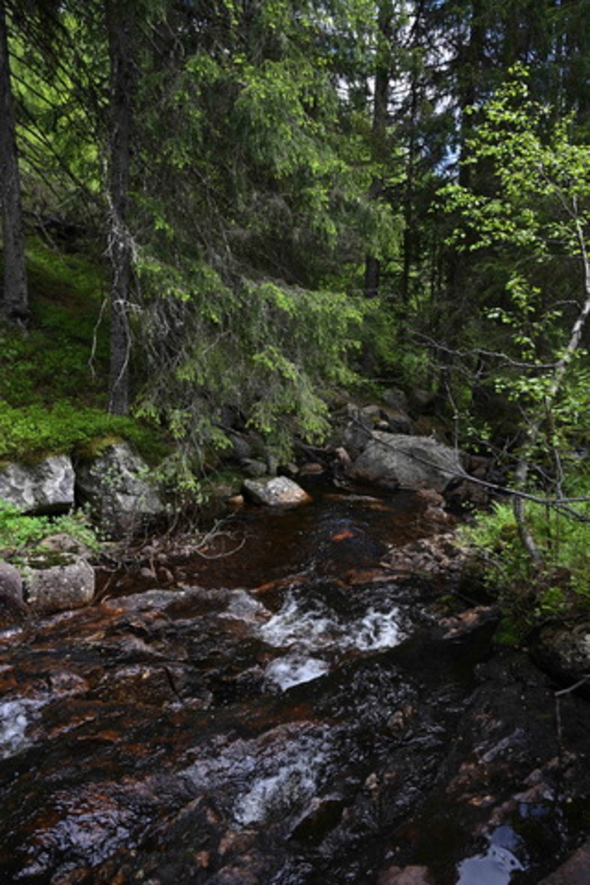 Tomten ligger inntil en bekk med en liten badekulp. Galleribilde