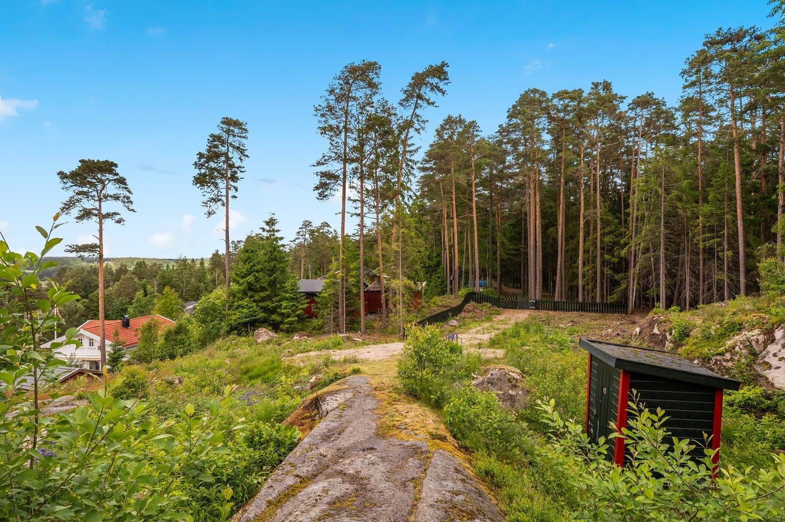Naturtomt med stedegen vegetasjon og furutrær. Galleribilde