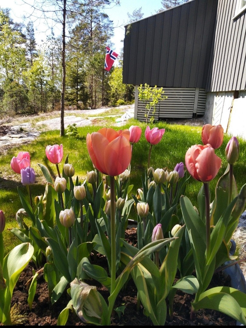 Vårblomstring på eiendommen. Galleribilde