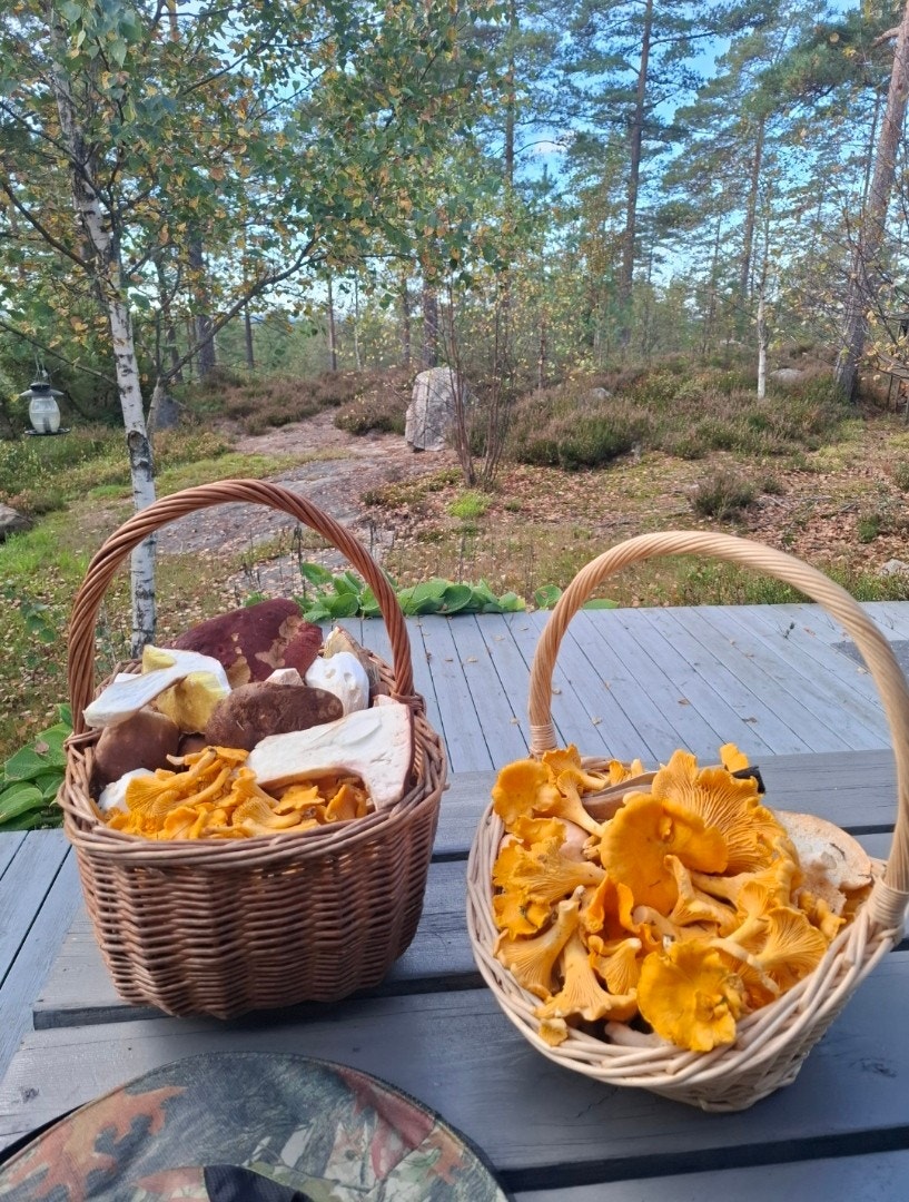 Gode muligheter for å finne både kantarell og steinsopp (tatt av selger) Galleribilde