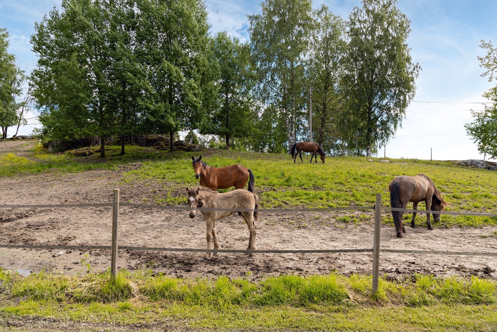 I 2021 ble det oppført flere utestaller for hest utover beitearealet som er etablert i tilknytning til hagen. Galleribilde
