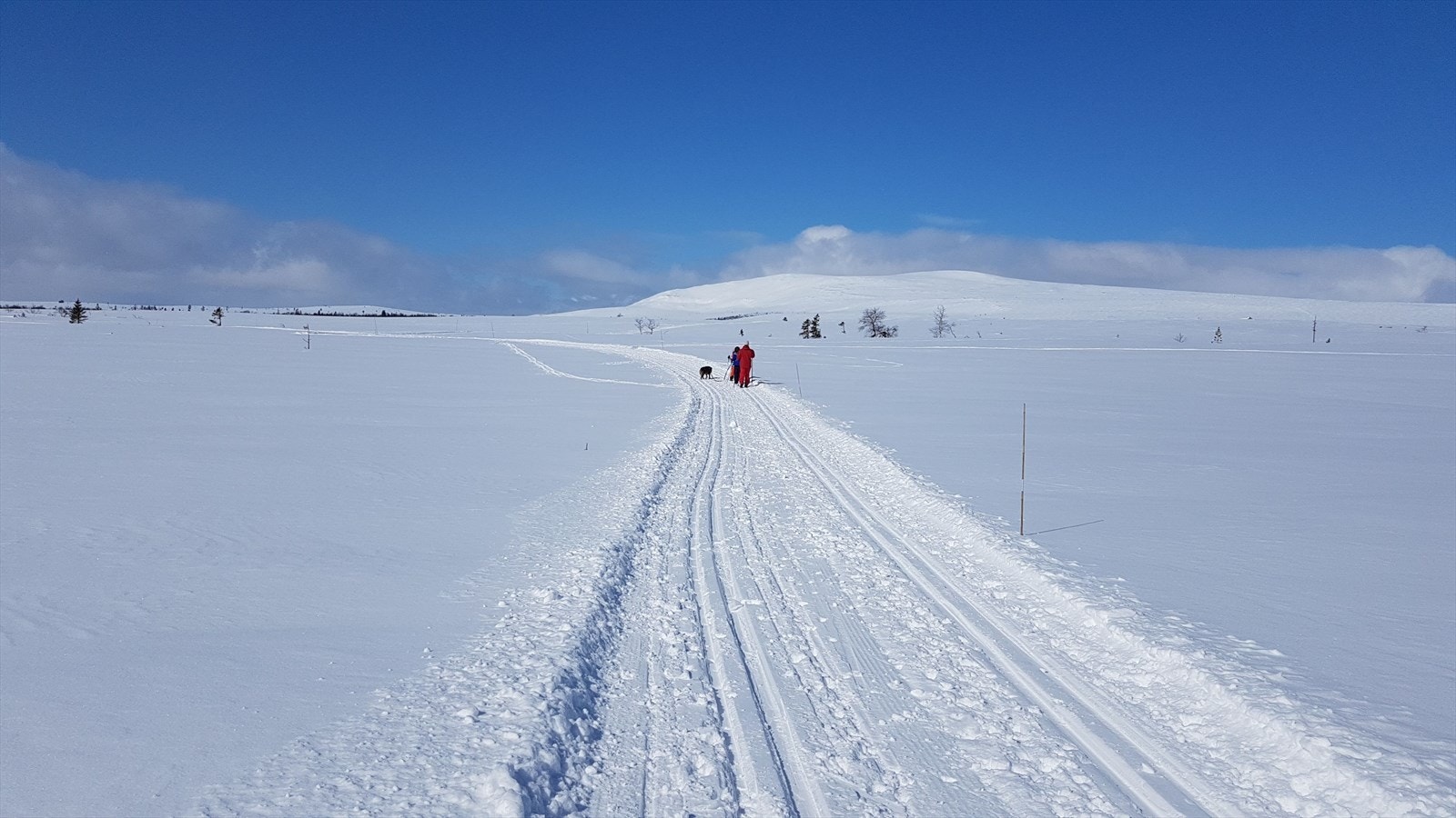 Snødekte vidder med skiløyper så langt øyet kan se. Selgers' eget bilde. Galleribilde