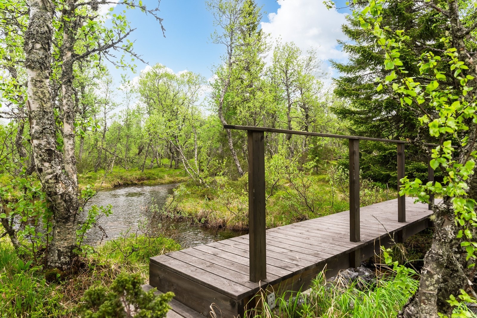 Flott og idyllisk fjellskog som omkranser Fiskbekken. Galleribilde