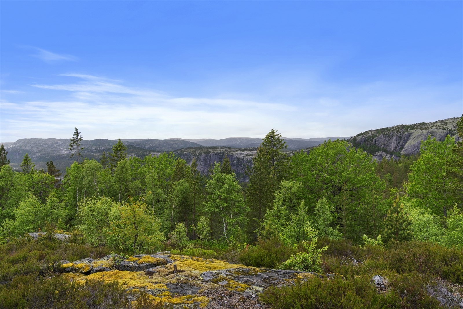 Fra eiendommen har man utsikt over det omkringliggende skoglandskapet. Galleribilde