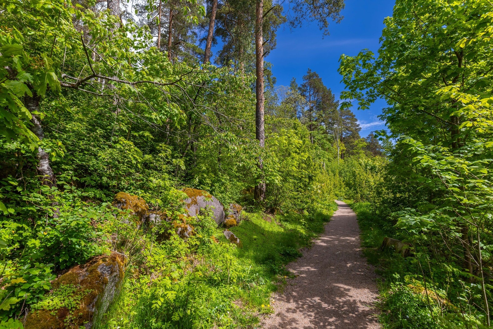 Hamborgstrømskogen er et fint sted å gå turer. Galleribilde
