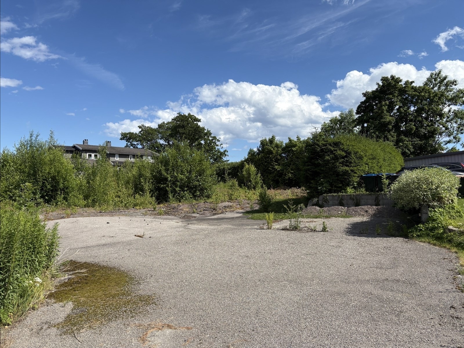 Private bilder av dagens vegetasjon Galleribilde