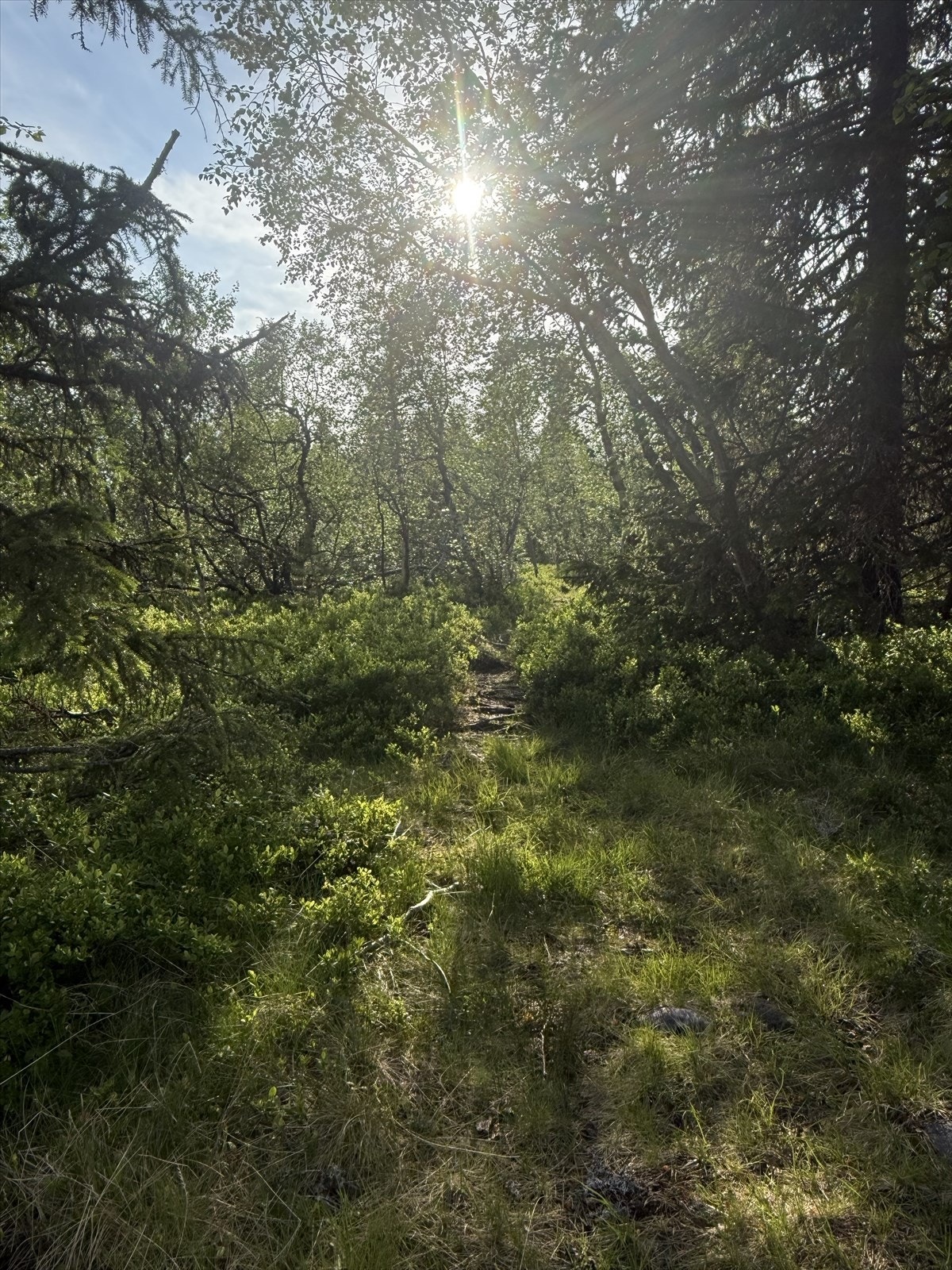 Naturlig sti gjennom skog og lyng, med fine turmuligheter rett fra seterområdet. Galleribilde