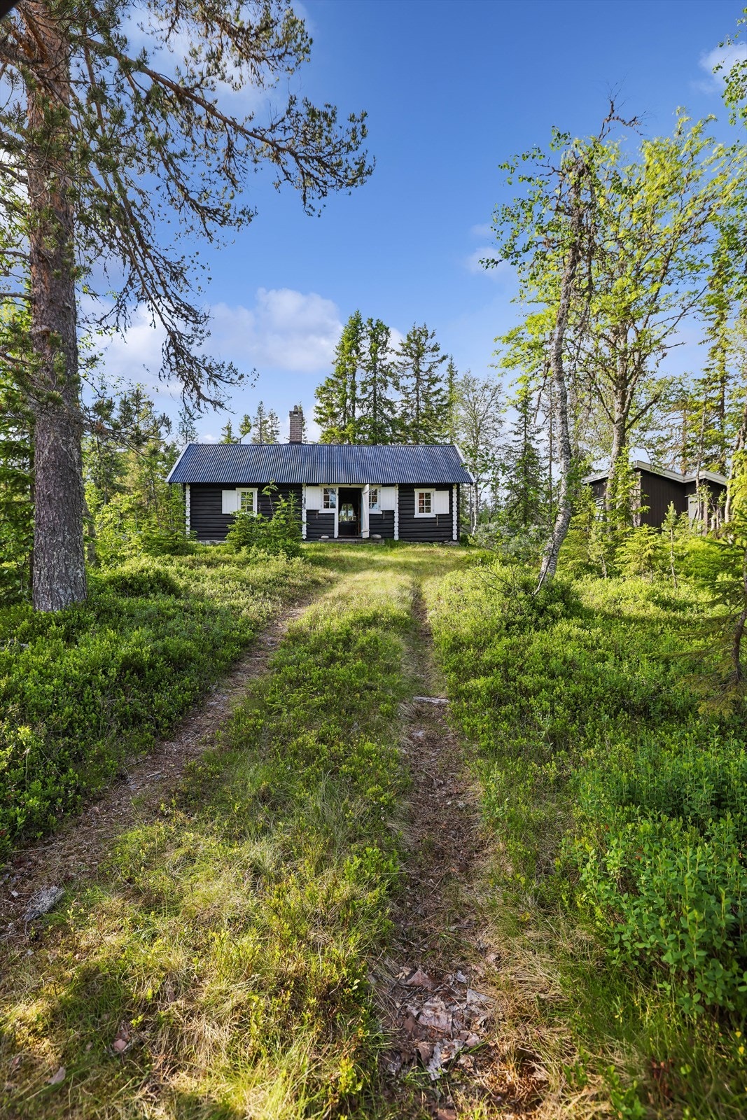 Hytta ligger tilbaketrukket og fredelig til i skog- og seterterreng. Galleribilde