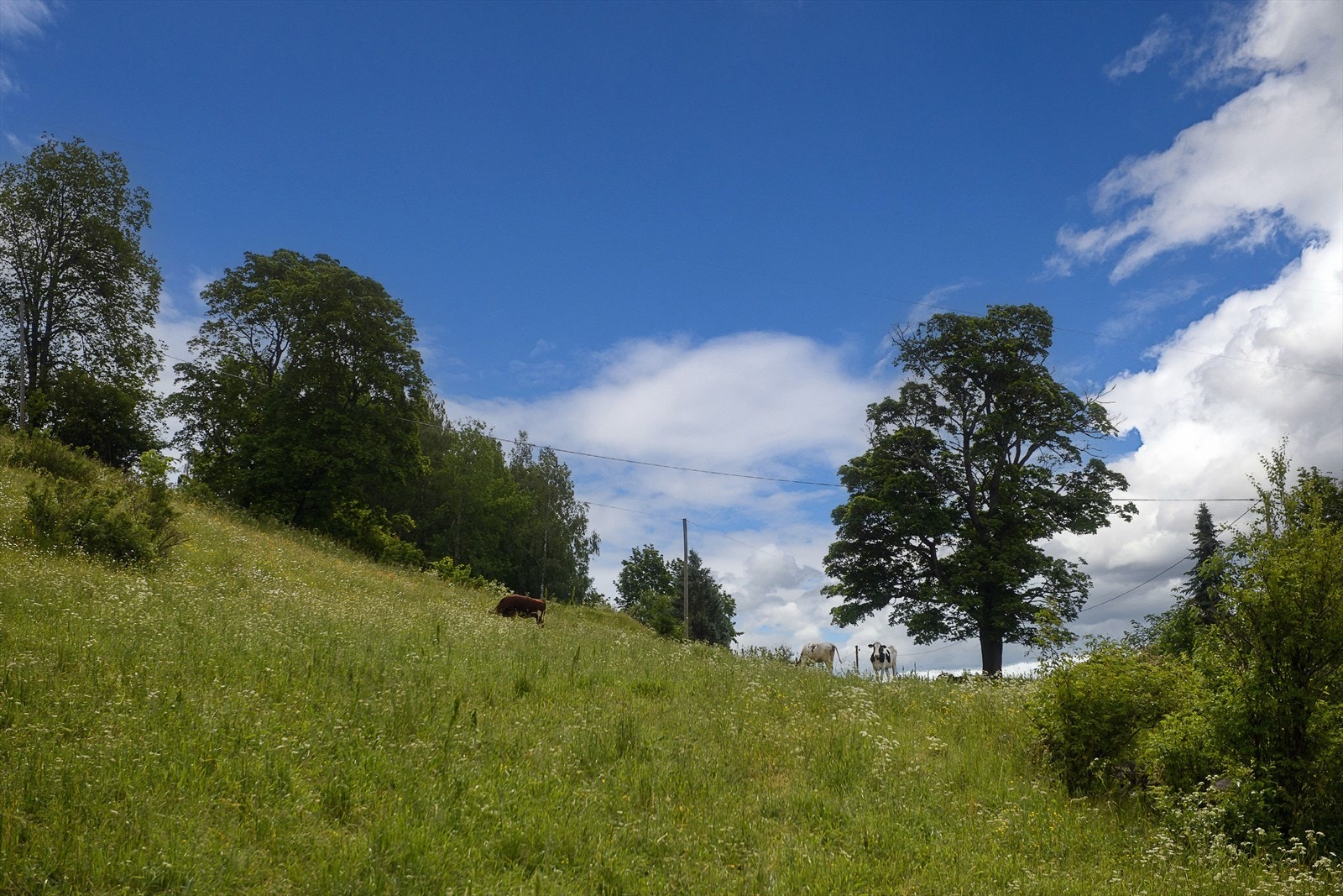 Eiendommen har nærhet til skog og mark med gode turmuligheter. Galleribilde