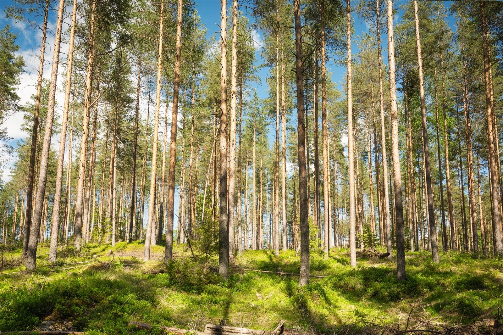 Skogen representerer ikke bare naturopplevelser, men også solide, langsiktige verdier. Til Veikåker er det 3.273 dekar med produktiv skog, hvor ca. 11.975 kubikk er i hogstklasse 5. Galleribilde