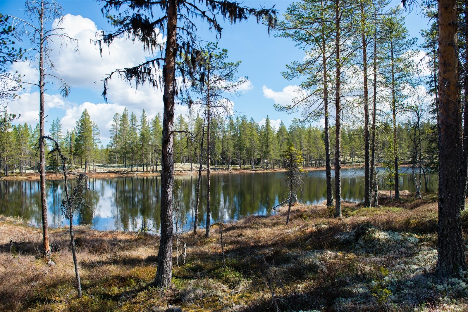 Karitjønna Galleribilde