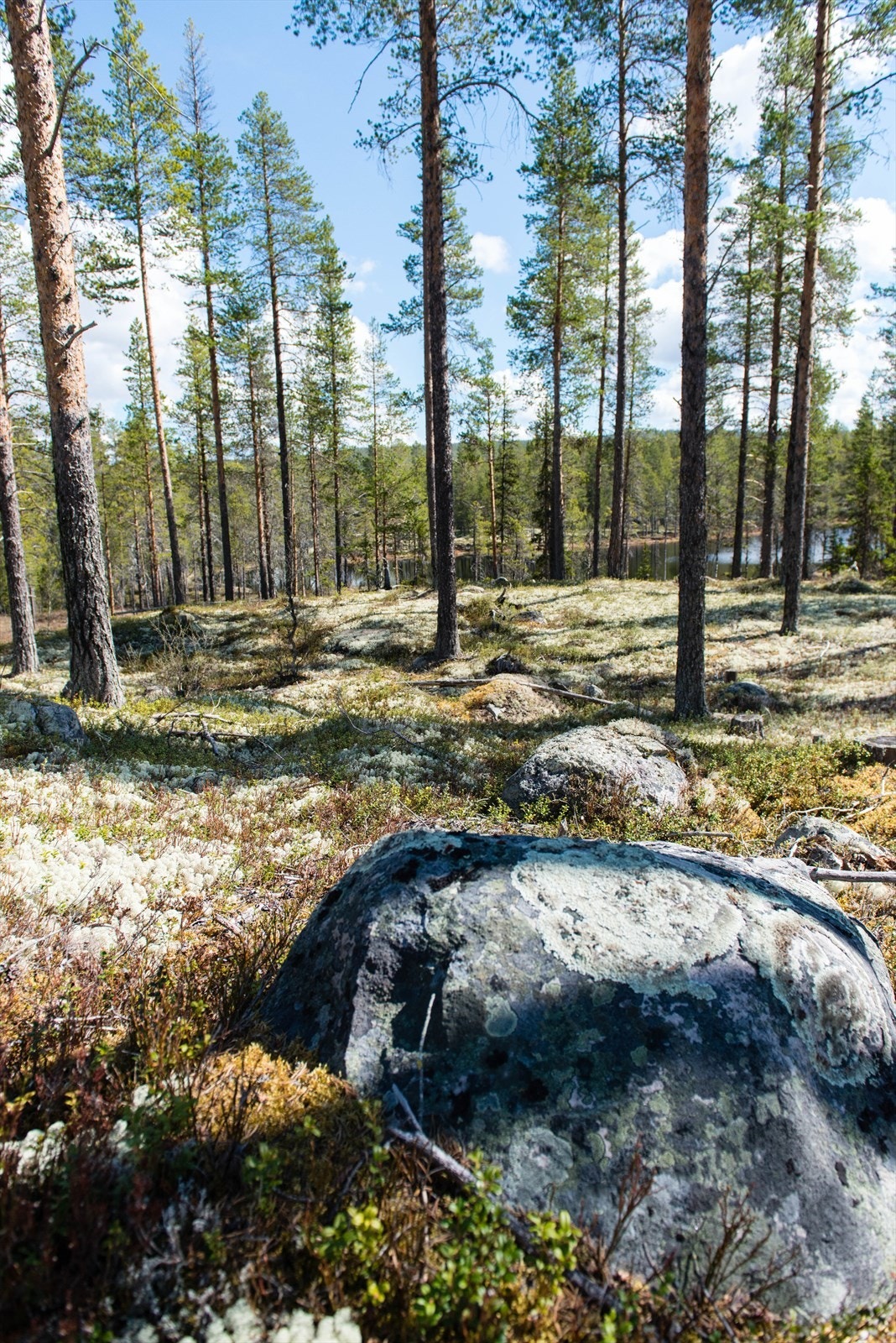 Utsikt mot tjern 2-2782.JPG Galleribilde