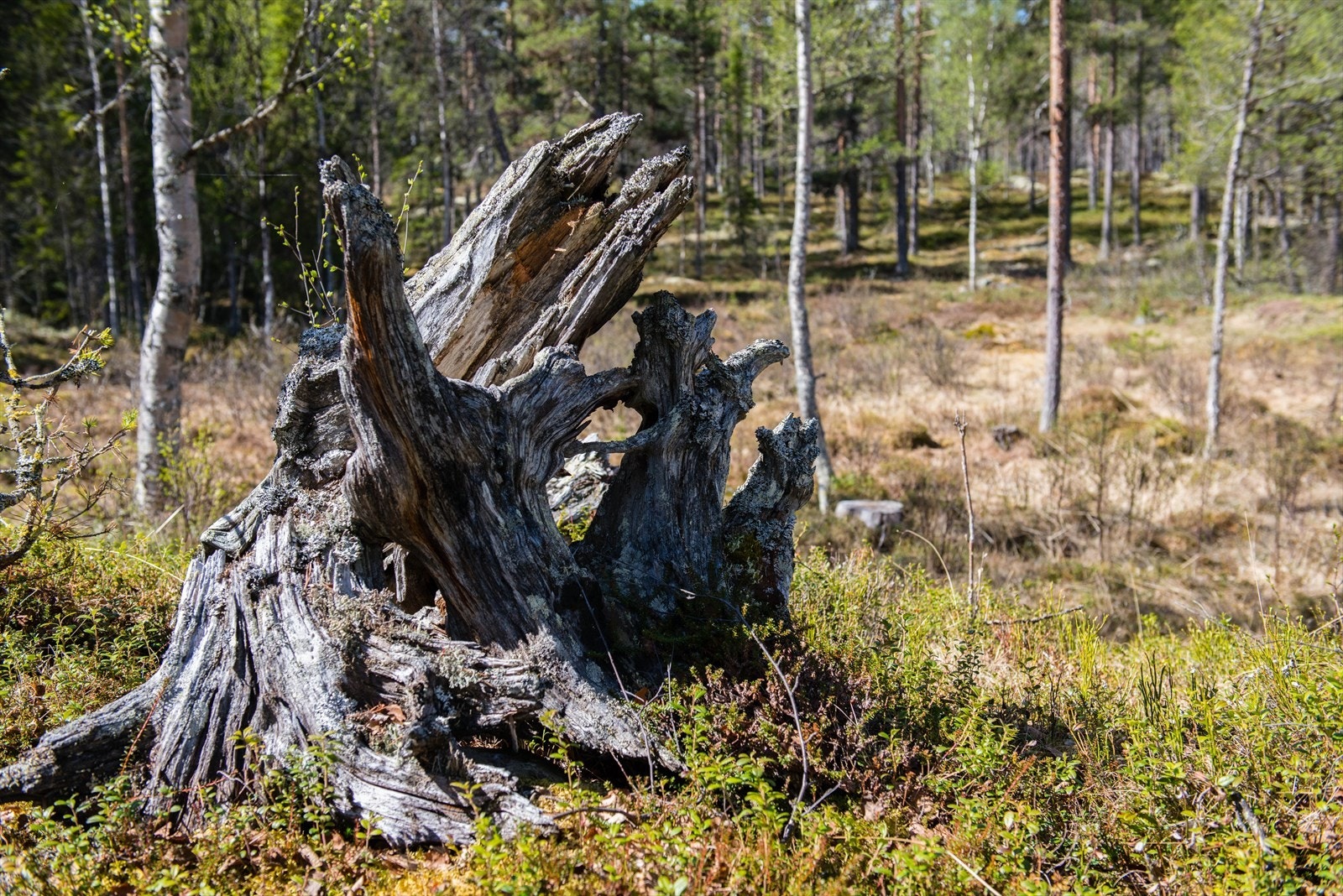 Terrenget bak uthuset Galleribilde