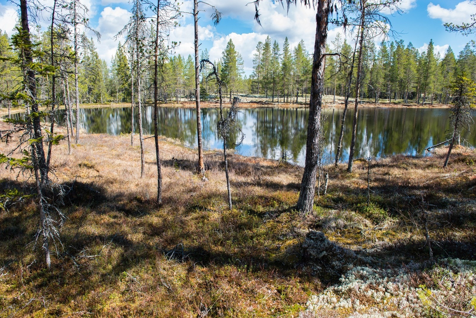 Karitjønna, fisketjern vel 100 meter fra Renåbua Galleribilde