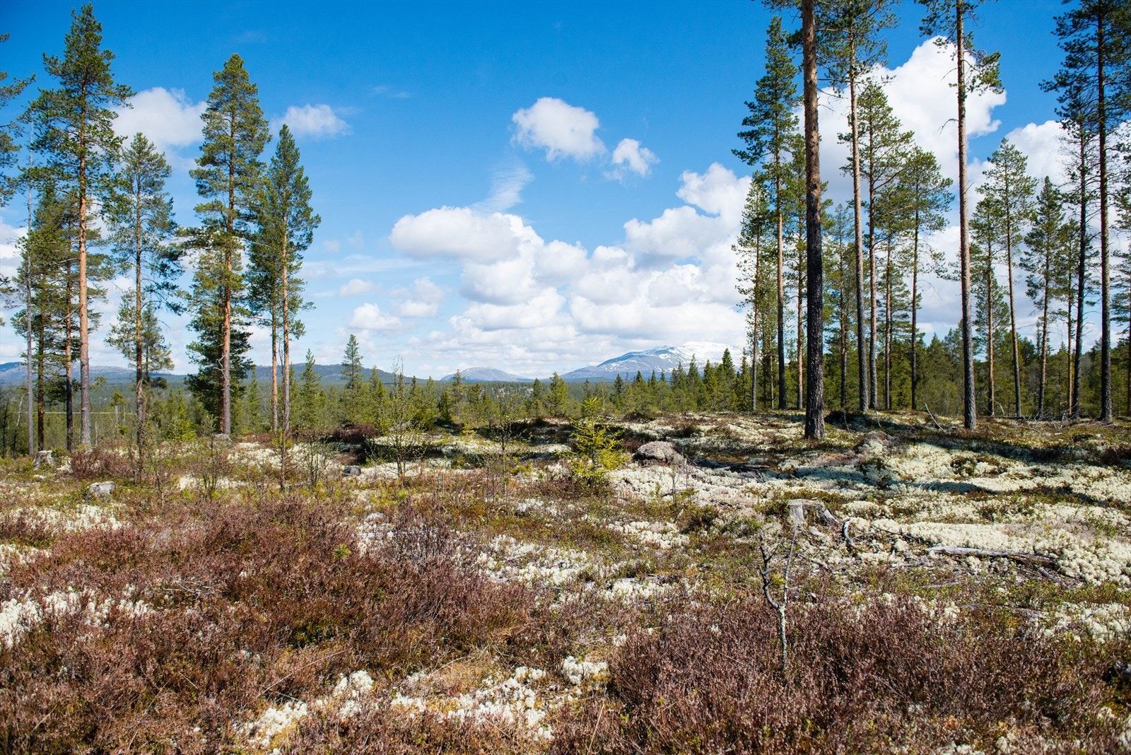 Utsikt fra hyttetunet mot Sølenfjellet i sør Galleribilde
