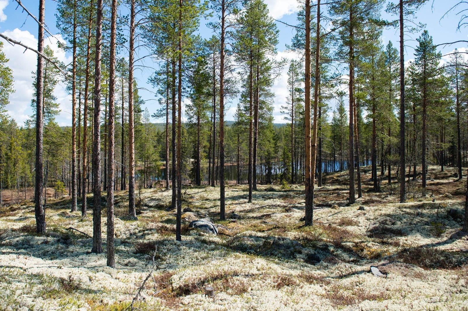 Skogen mellom bua og tjernet Galleribilde