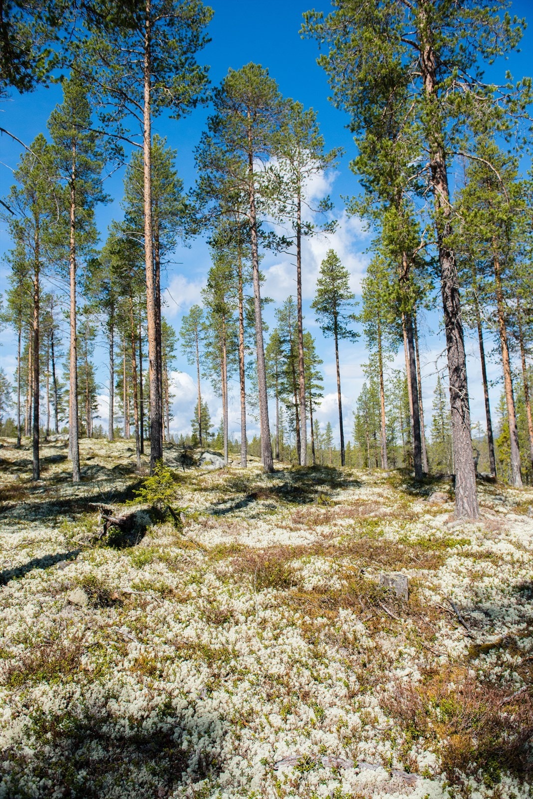 Skogen mellom Renåbua og Karitjønna Galleribilde
