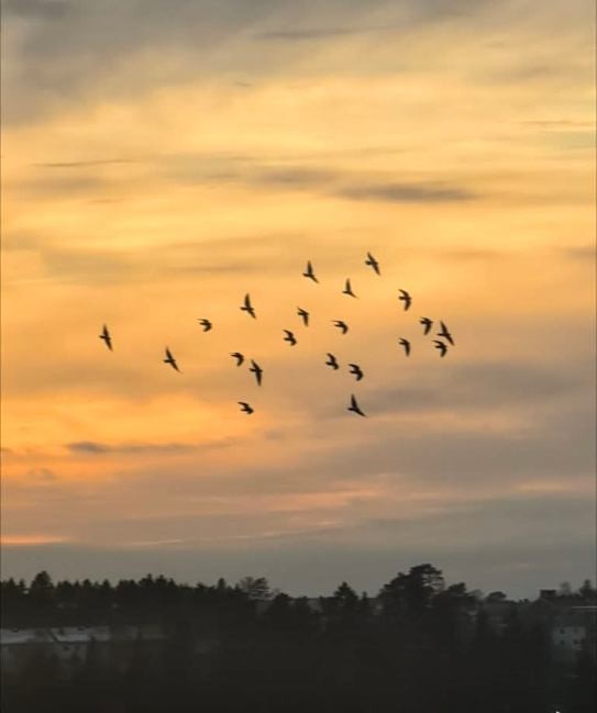 Selgers egne bilder Galleribilde