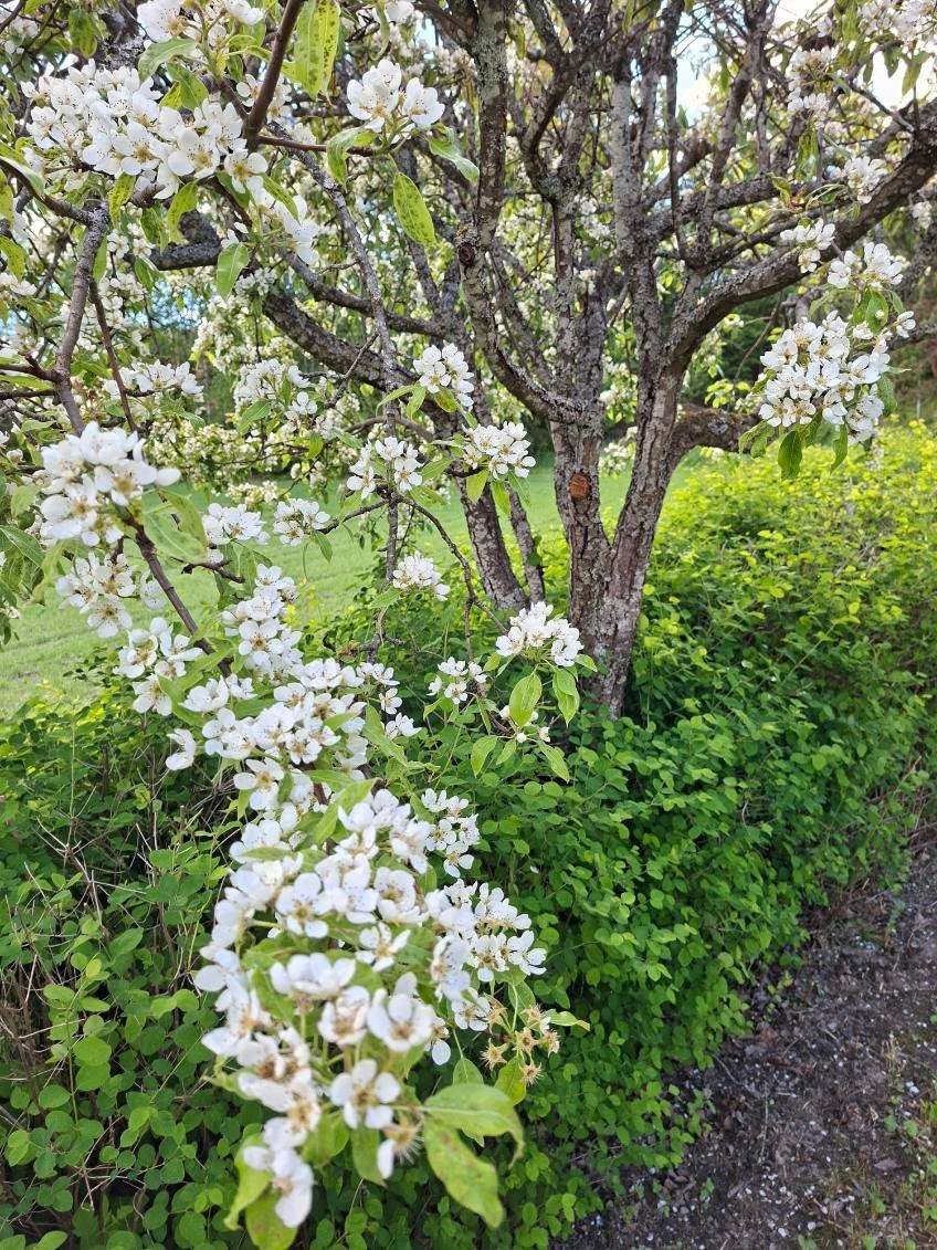 Blomstrende detaljer fra hagen. Galleribilde