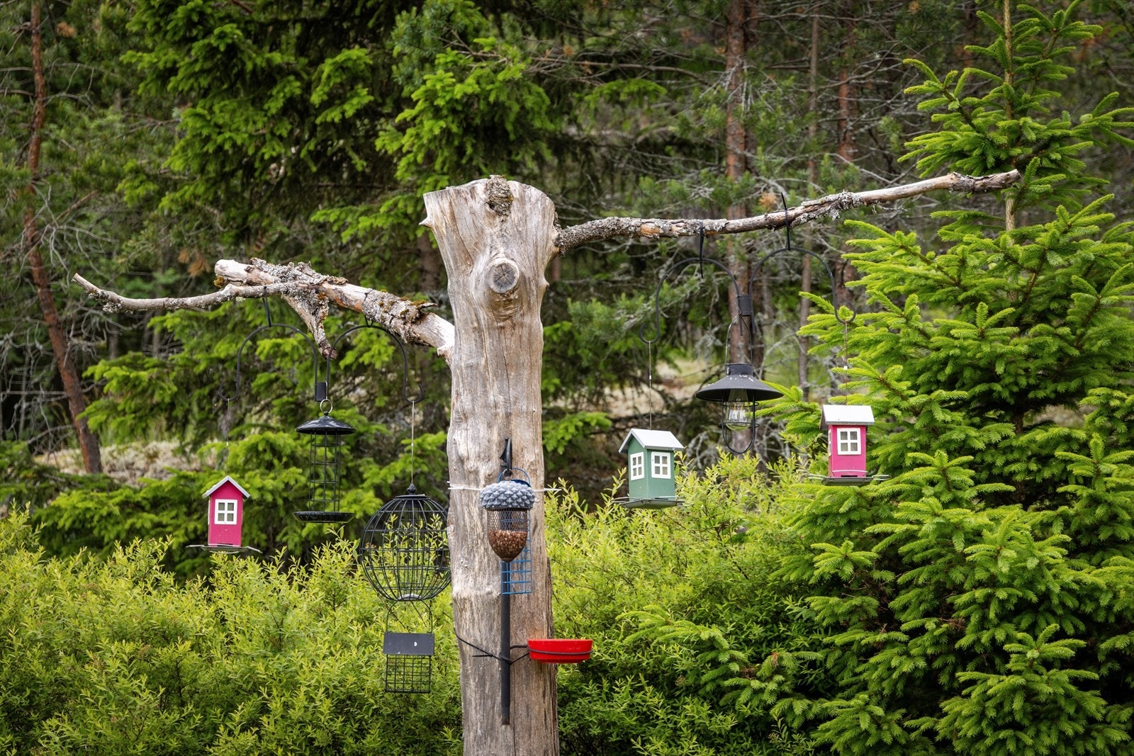Natur og dyreliv rett utenfor døren. Galleribilde