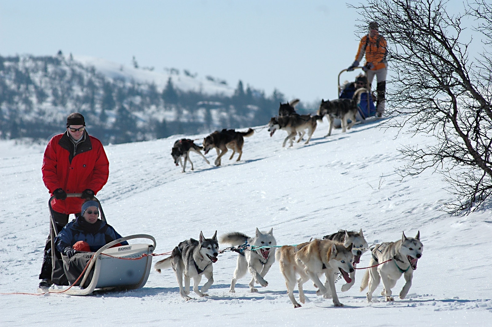 Hundekjøring og en rekke andre aktiviteter i Trysil. Galleribilde