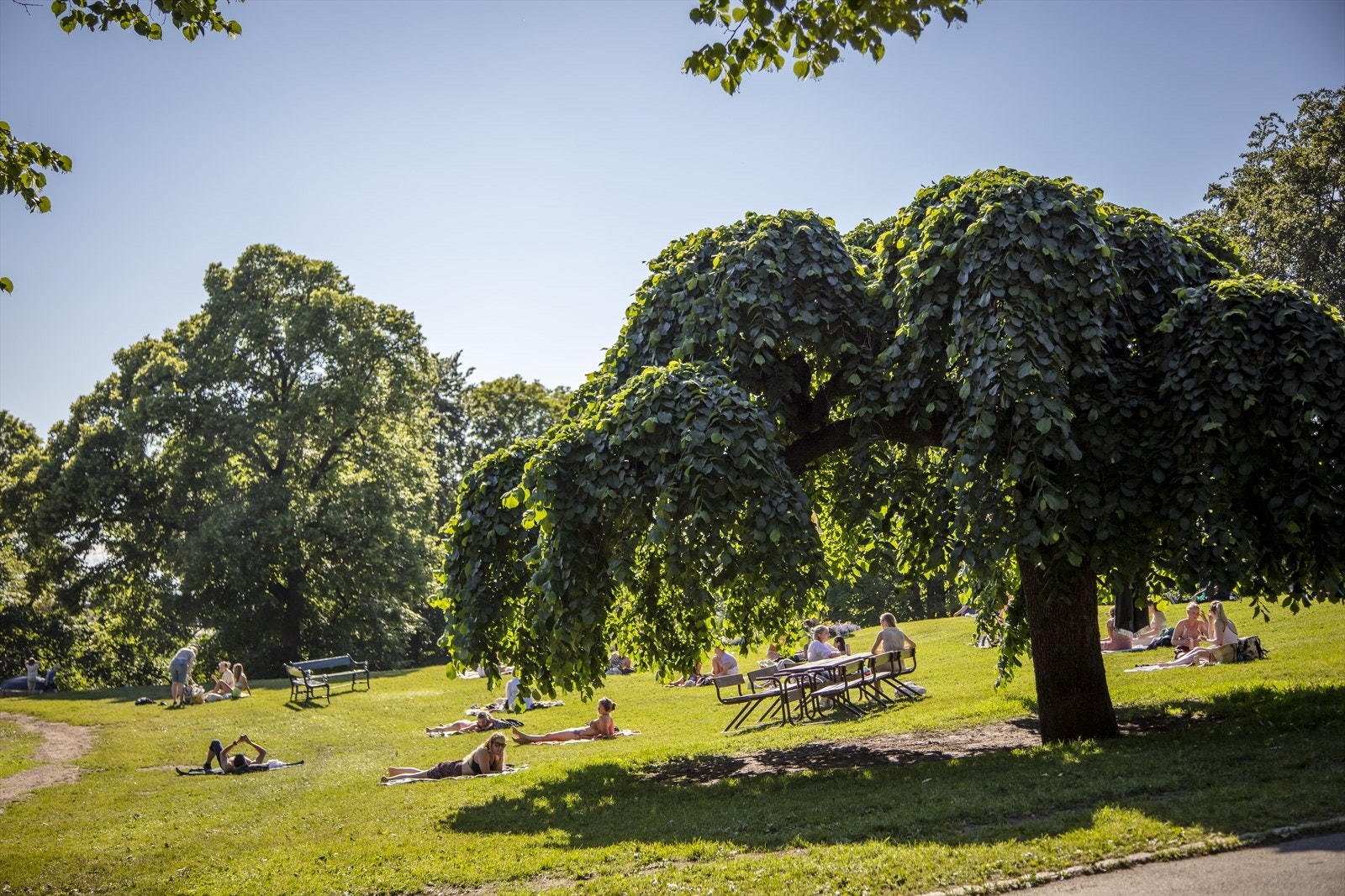 Geitmyrsveien 7F ligger i enveiskjørt og rolig gate langs vakre og frodige St. Hanshaugen park Galleribilde