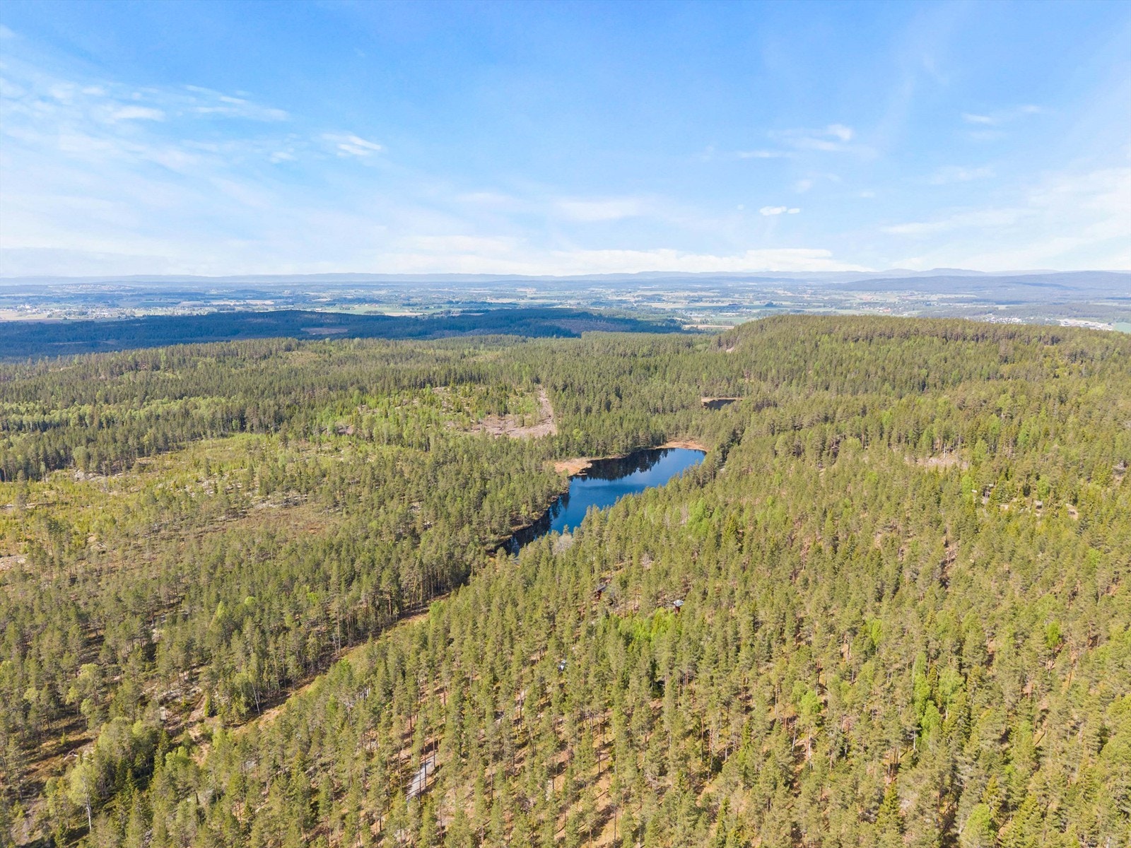 Idyllisk tjern i skogsteigen. Galleribilde