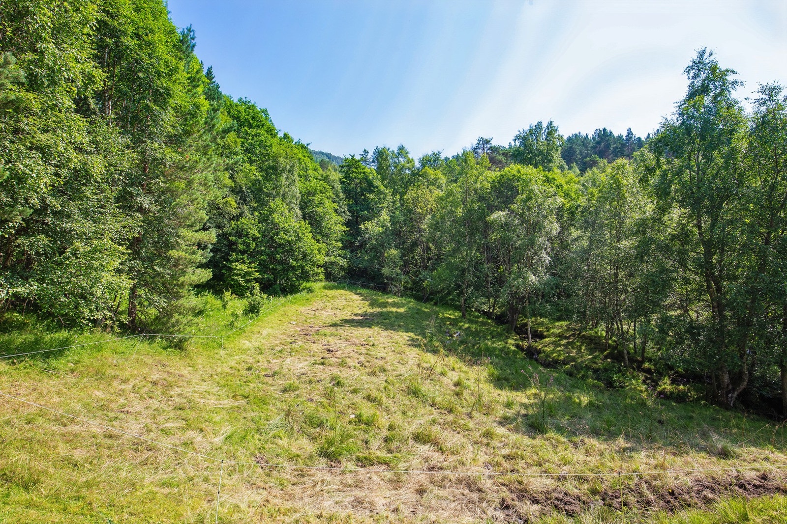 Del av skog! Galleribilde