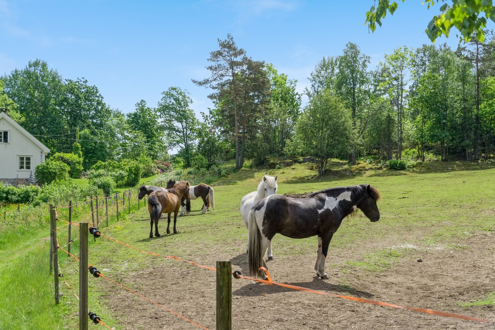 Gode utearealer for hest Galleribilde